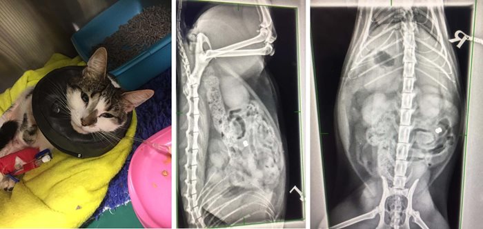 jasmine during her injury and her x rays